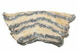 Mammoth Molar Slice with Case - South Carolina #217926-1